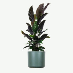 Calathea Rufibarba